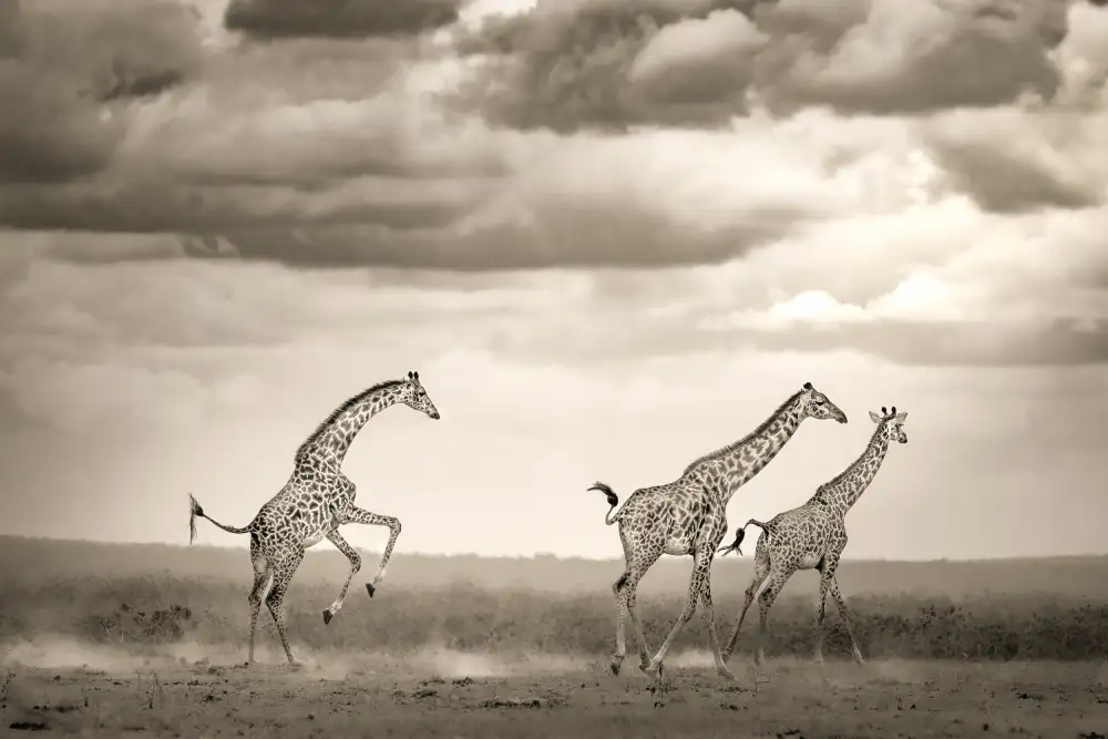 Khataw, Ali: Girafe qui saute
