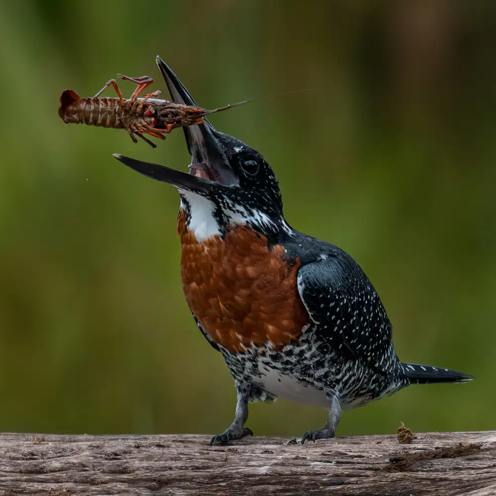 Elsheshtawy, Ahmed: King fisher