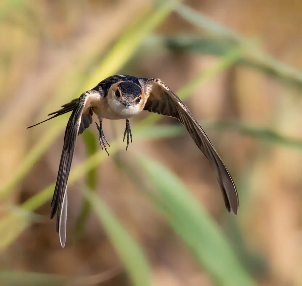 Wilson, Guy: Red-rumped Swallow