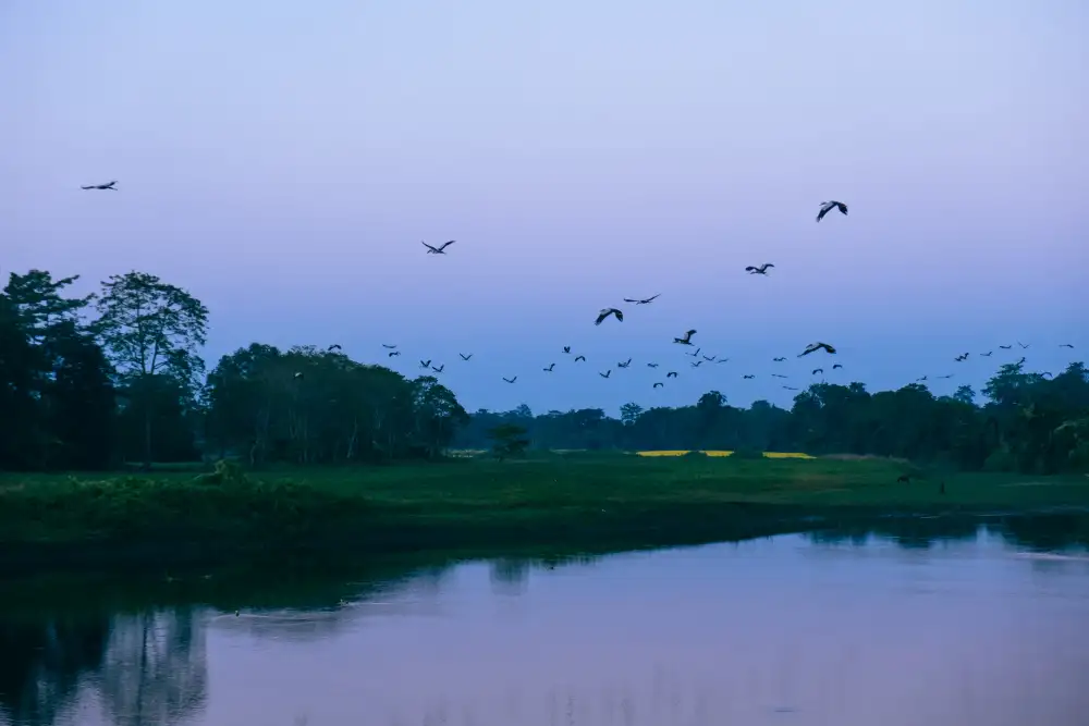 Ambrose, Dahlia: Flock of Birds During The Blue Hour