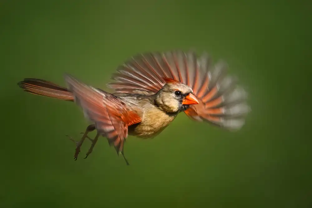 Yang, Jianping: Cardenal en vuelo