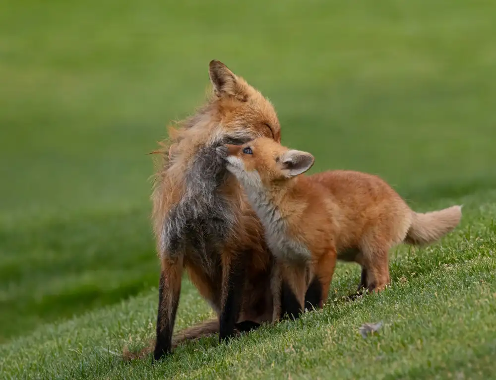 Huang, Johnson: Red fox