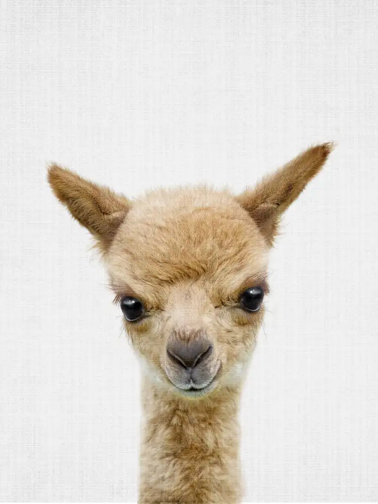 Peacock, Lola: Peekaboo Baby Llama
