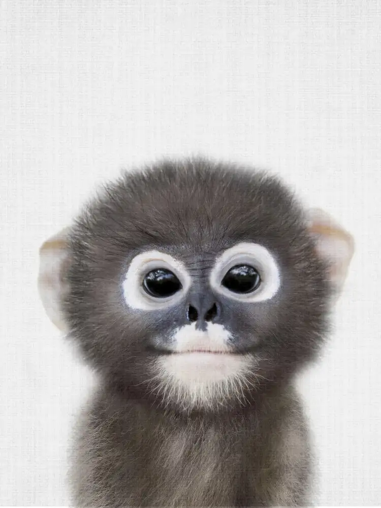 Peacock, Lola: Peekaboo Baby Monkey
