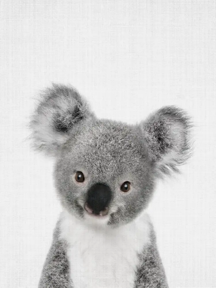 Peacock, Lola: Peekaboo Baby Koala