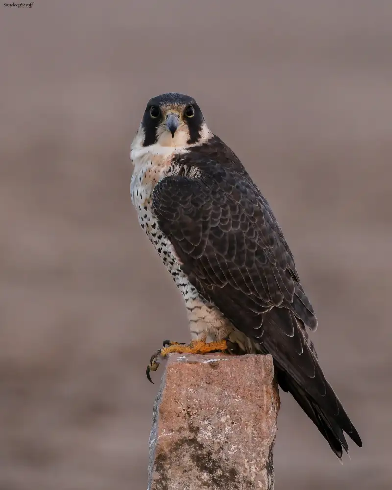 Shroff, Sandeep: Peregrine falcon