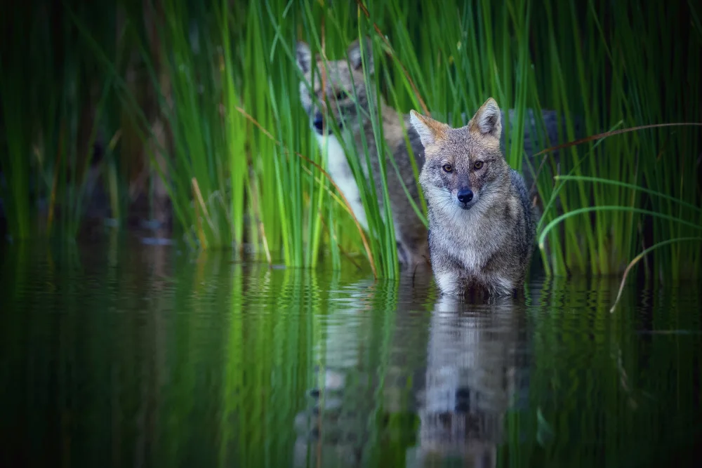 Manusevich, David: Golden jackal