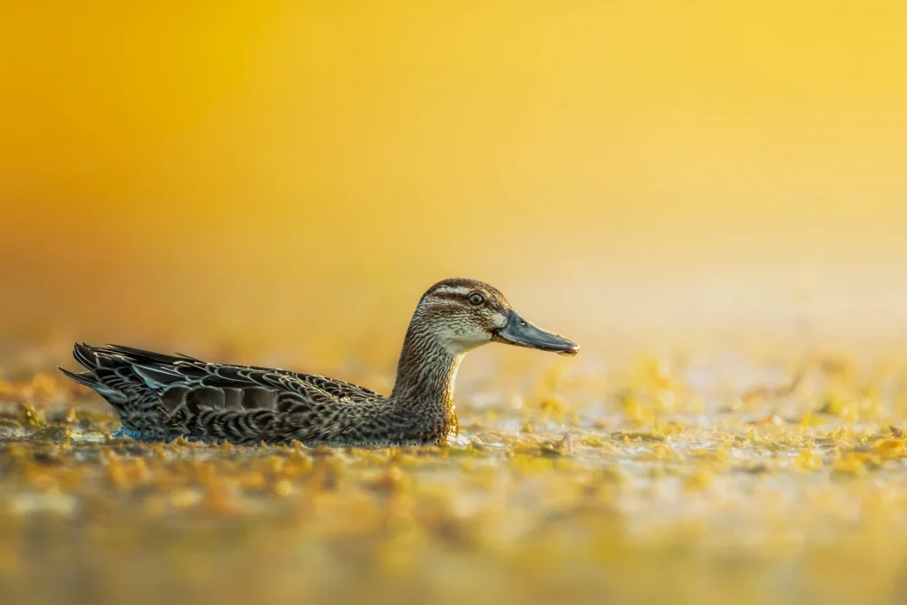 Pezeshki, Sina: Garganey