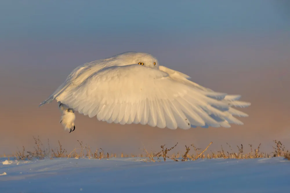 Zuo, Jun: Schneeeule