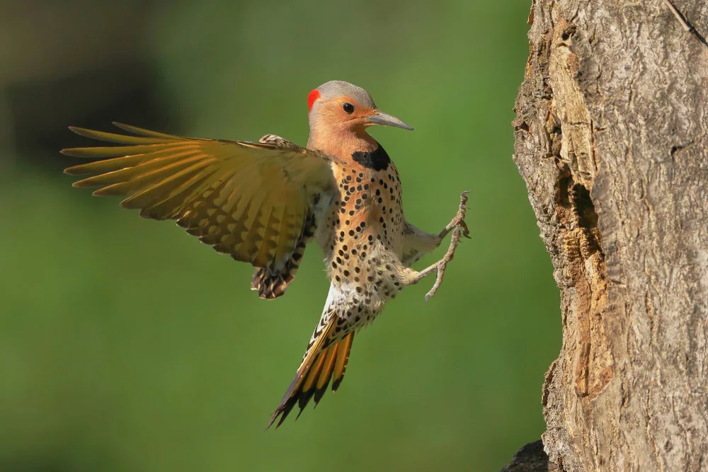 Lam, Gavin: Northern Flicker