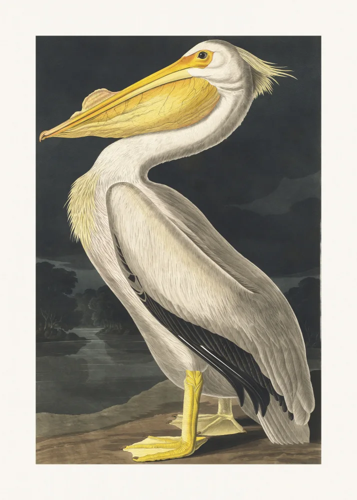 Audubon, James John: Pelícano blanco americano de Birds of America (1827)