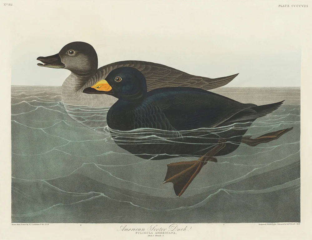Audubon, James John: Pato negrón americano de Birds of America (1827)