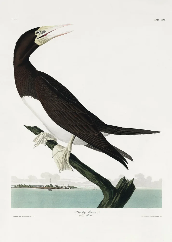 Audubon, James John: Alcatraz bobo de Birds of America (1827)