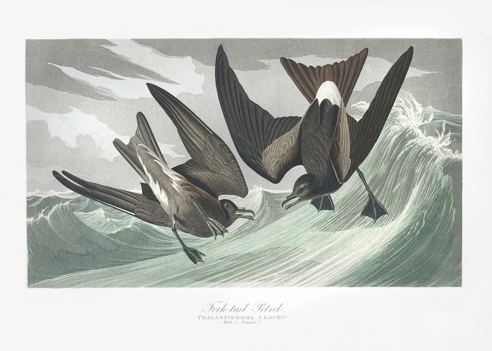 Audubon, James John: Petrel de cola bifurcada de Birds of America (1827)