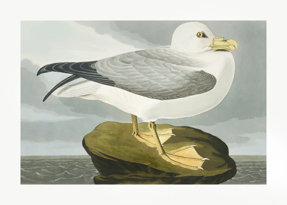 Audubon, James John: Petrel Fulmar de Birds of America (1827)