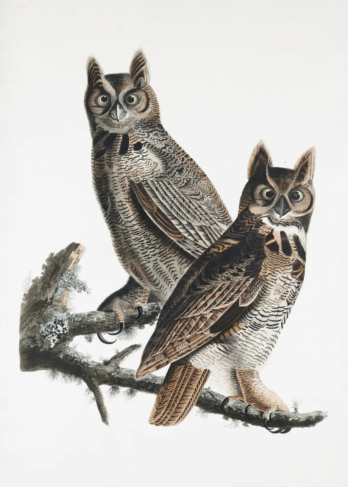 Audubon, James John: Gran búho cornudo de Birds of America (1827)