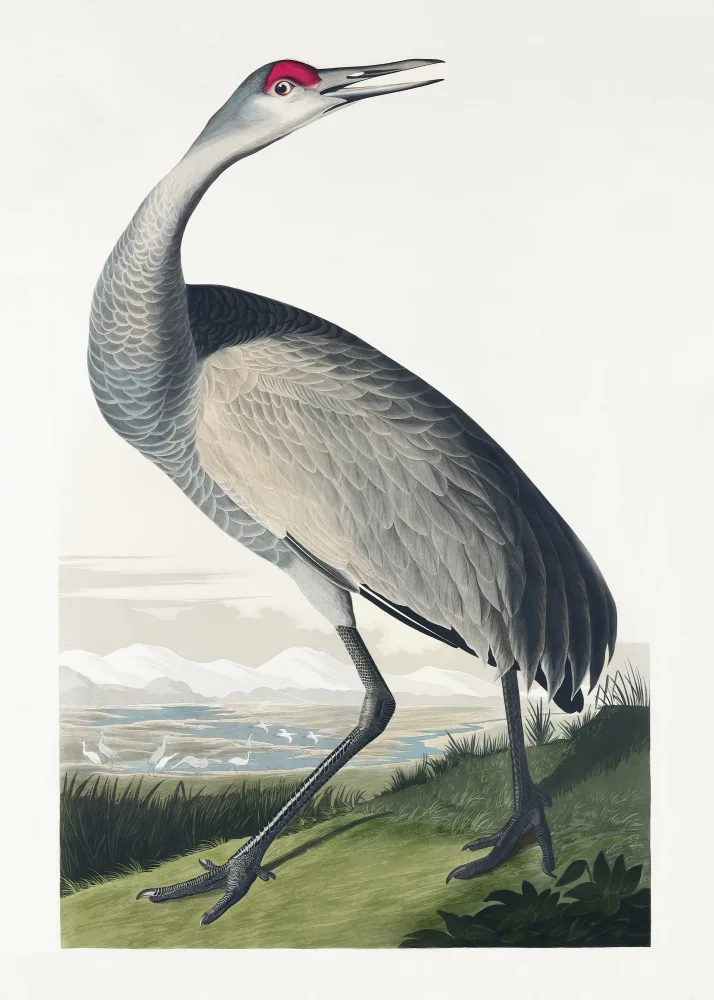 Audubon, James John: Grulla aro de Birds of America (1827)