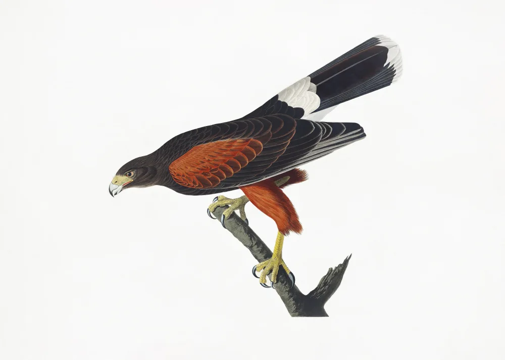 Audubon, James John: Halcón de Luisiana de Birds of America (1827)