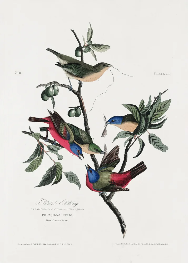 Audubon, James John: Pinzón pintado de Birds of America (1827)