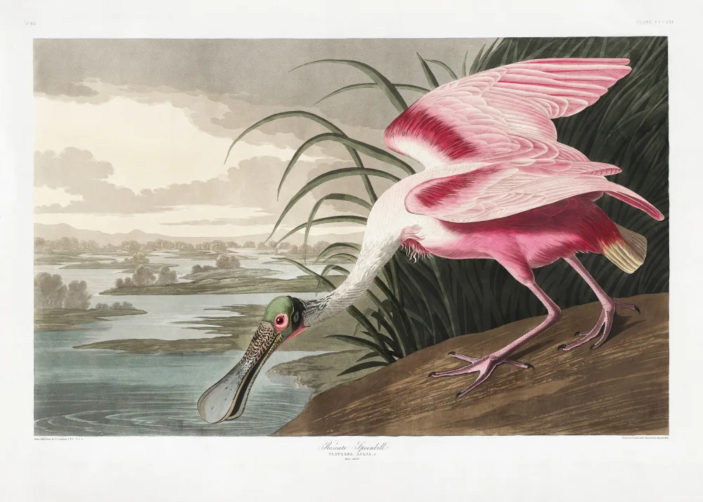 Audubon, James John: Espátula rosada de Birds of America (1827)