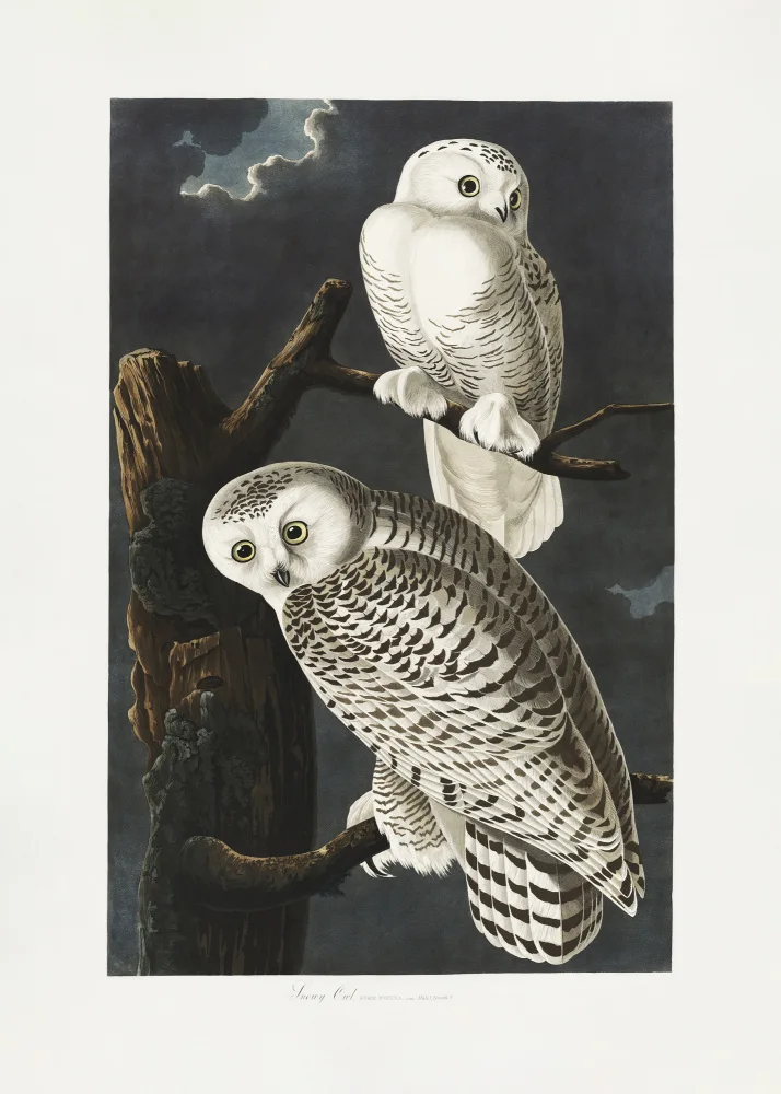 Audubon, James John: Búho nival de Birds of America (1827)