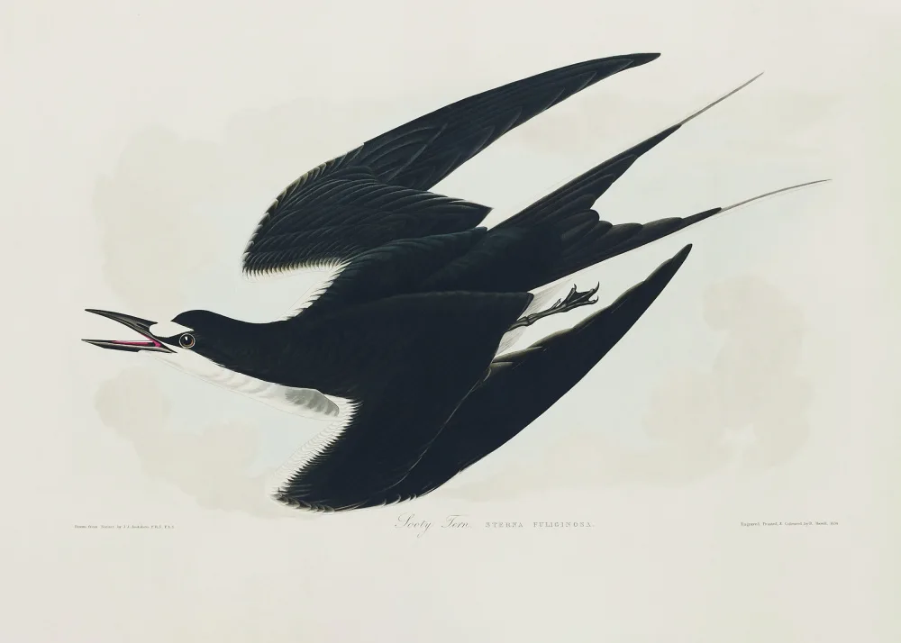 Audubon, James John: Charrán hollín de Birds of America (1827)