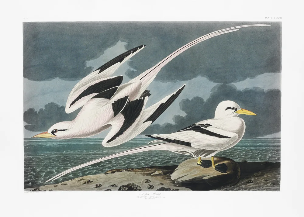 Audubon, James John: Pájaro tropical de Birds of America (1827)