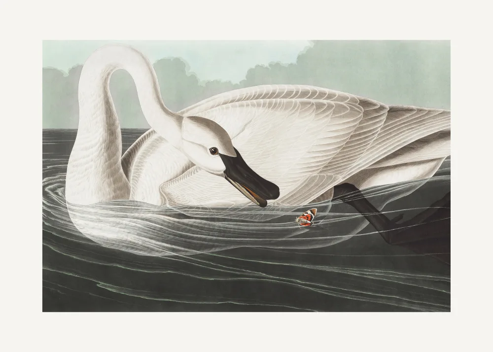 Audubon, James John: Cisne trompetista de Birds of America (1827)