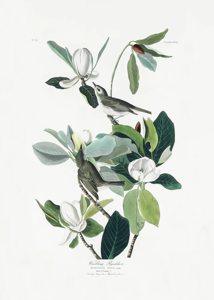 Audubon, James John: Papamoscas gorjeante de Birds of America (1827)