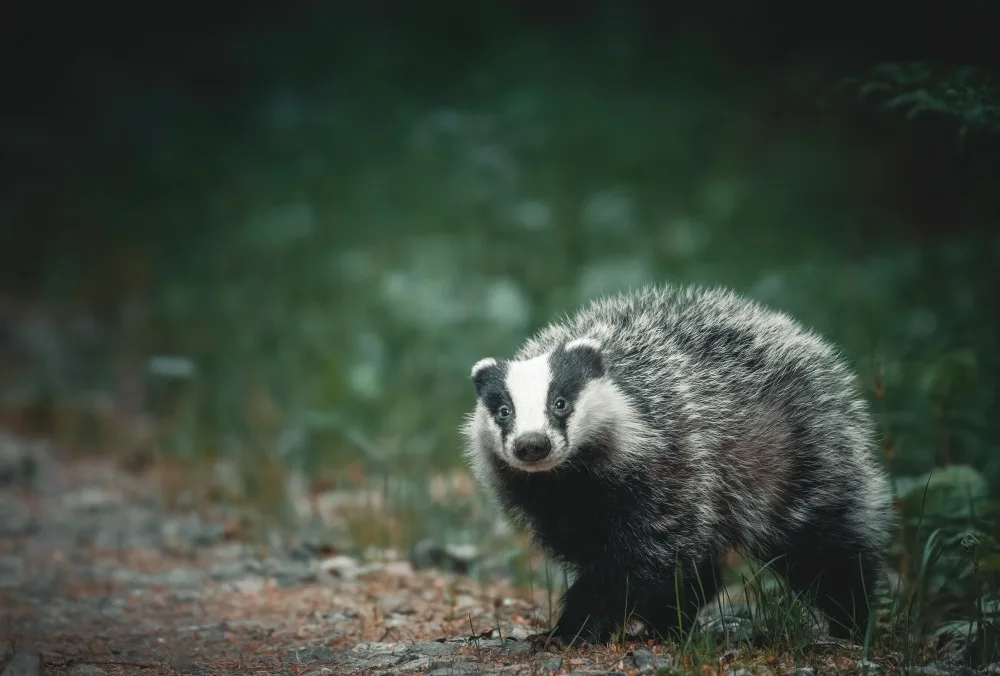 Lindsten, Christian: Un blaireau curieux dans la forêt