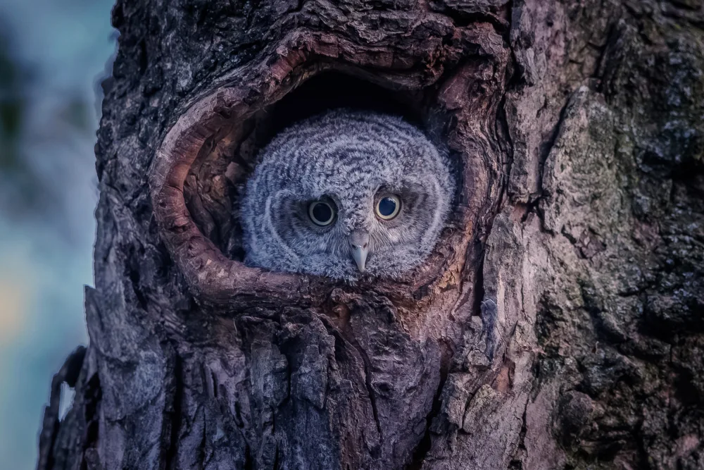 Chen, Davidhx: Eastern screech owlet