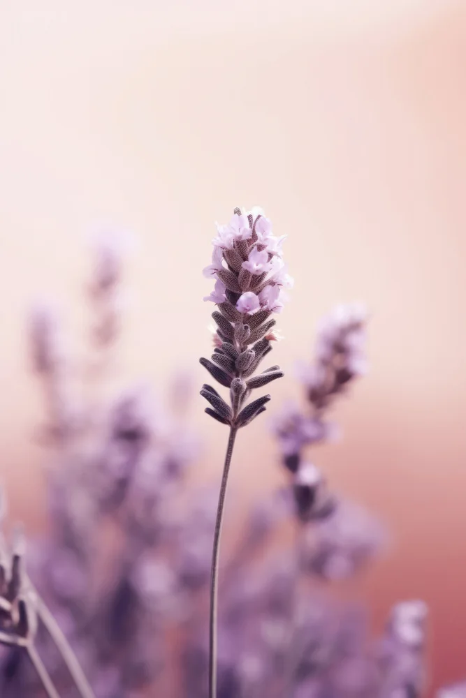Treechild: Lavendel-Detail