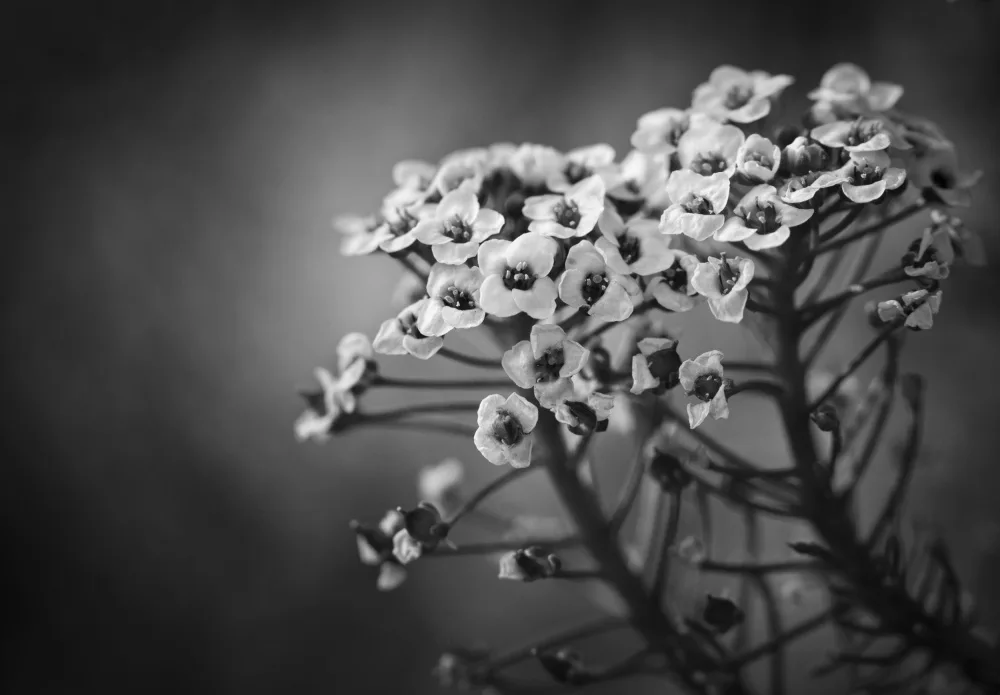 Lourens, Claudi: Alyssum květiny