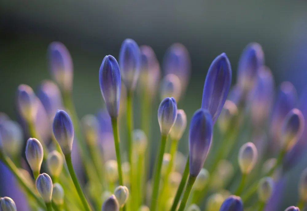 Lourens, Claudi: Agapanthus-Nahaufnahme