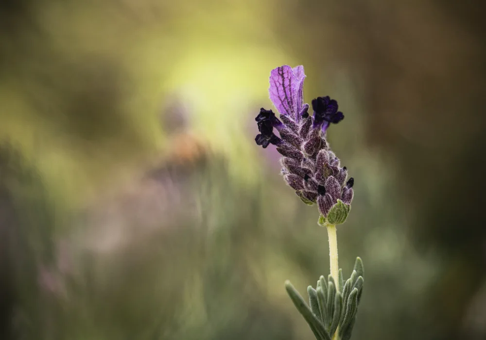 Lourens, Claudi: Lavendel 1 2