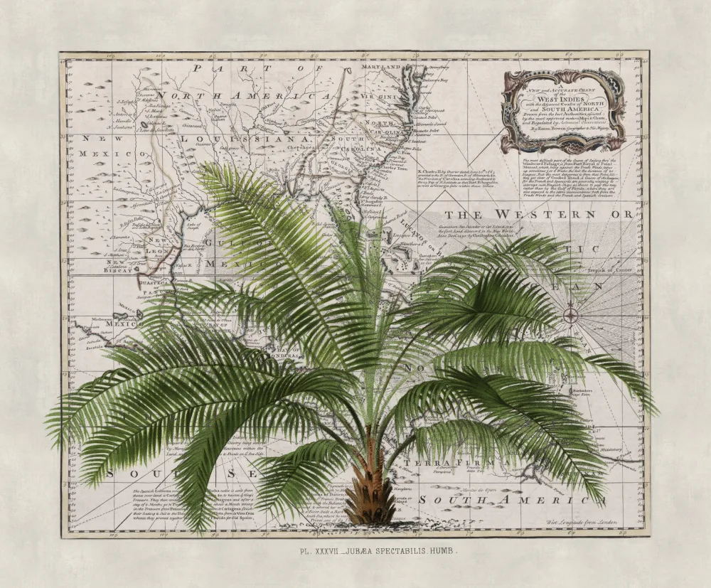 Haase, Andrea: Impero tropicale n.2