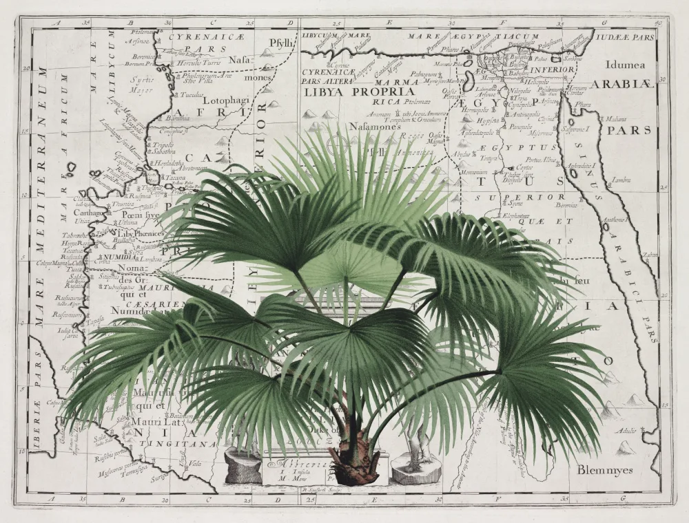 Haase, Andrea: Impero tropicale n.3