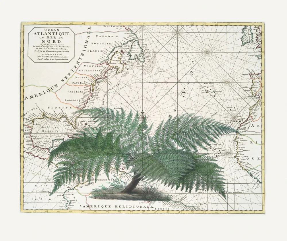 Haase, Andrea: Impero tropicale n.4