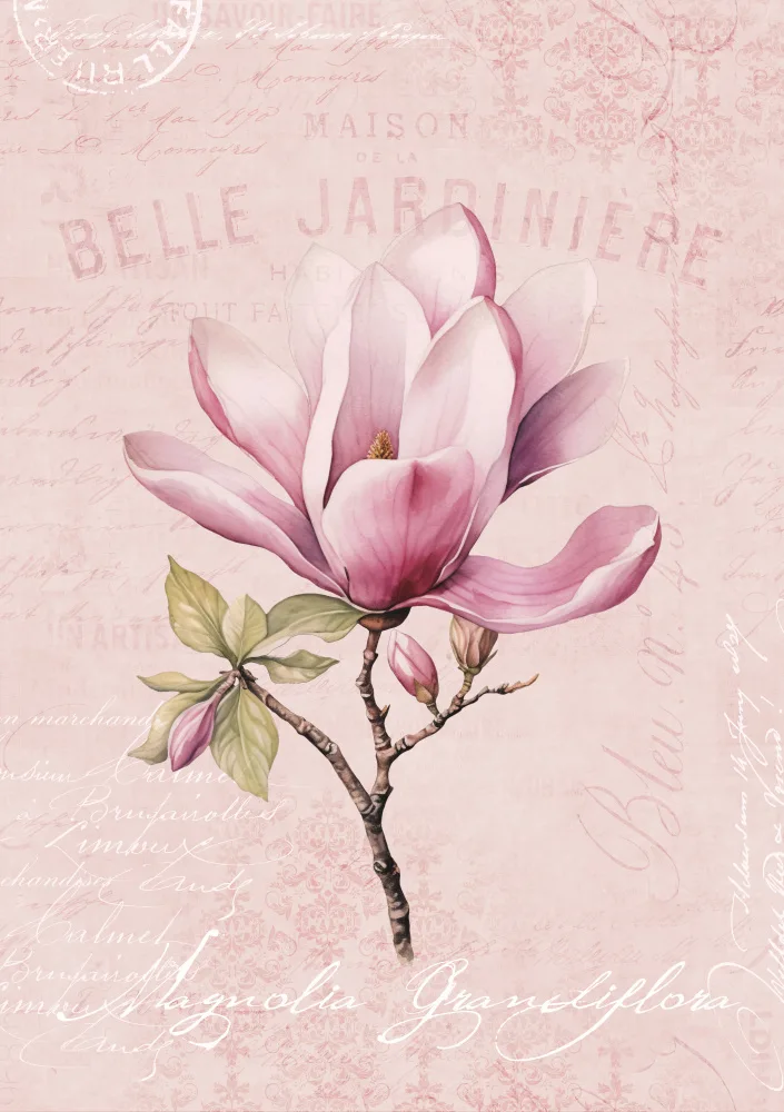 Haase, Andrea: Rosa magnolia n.1