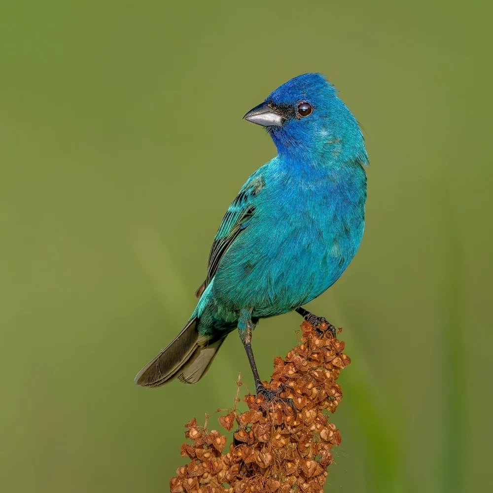 Xu, Jian: Indigo bunting
