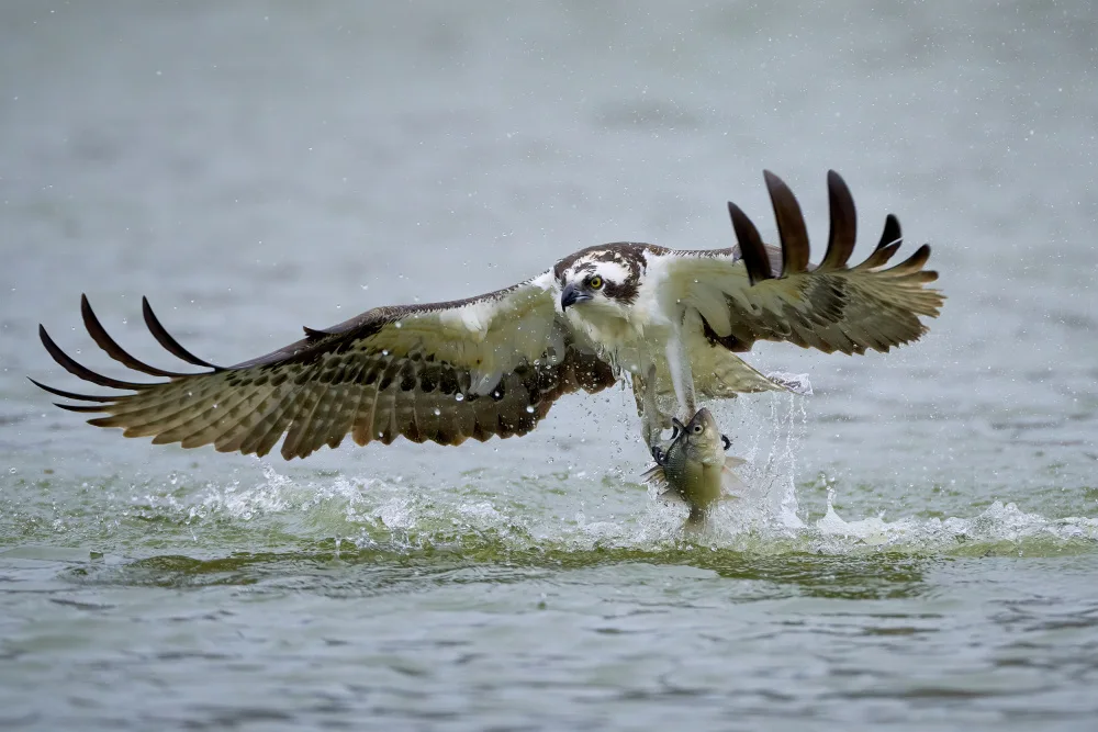 Chen, Johnny: Osprey with catch