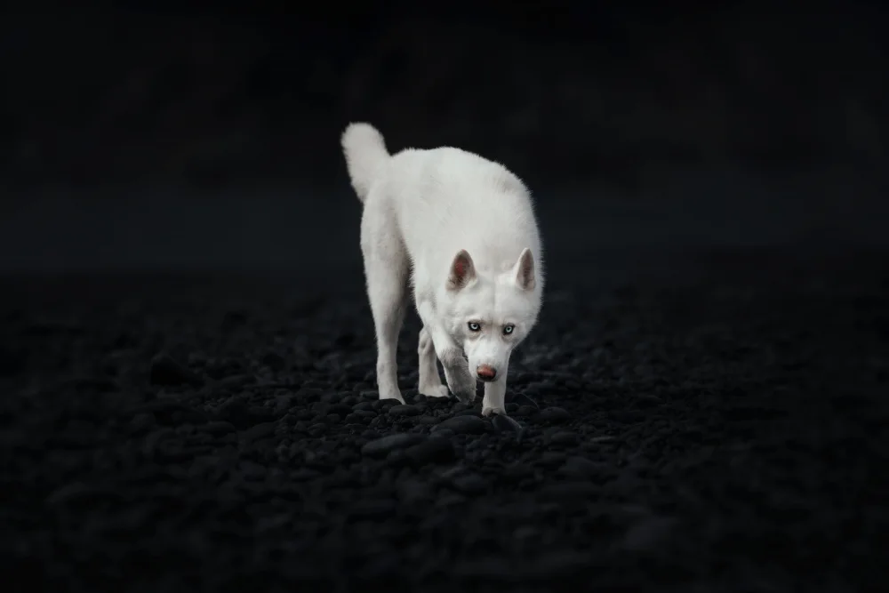 Shandor, Ve: Dogs of Iceland
