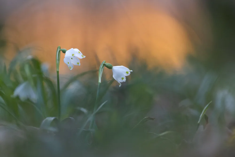 Alicke, Bjoern: Close-up of white snowflake on field, sunset