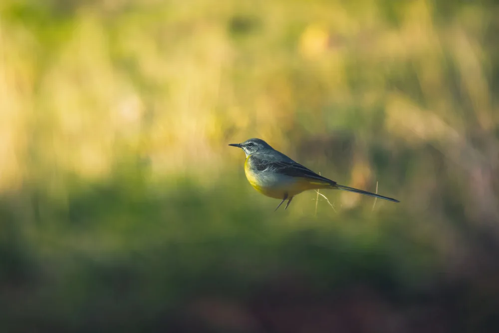 Pezeshki, Sina: Grey Wagtail