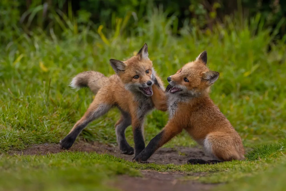 Huang, Johnson: Red fox