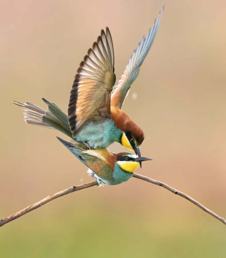 Barisone, Marco: Bee eater love