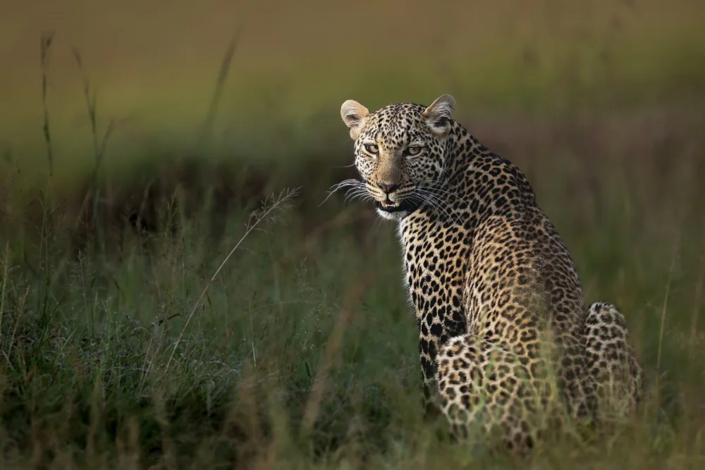Roshkumar: African Leopard ...