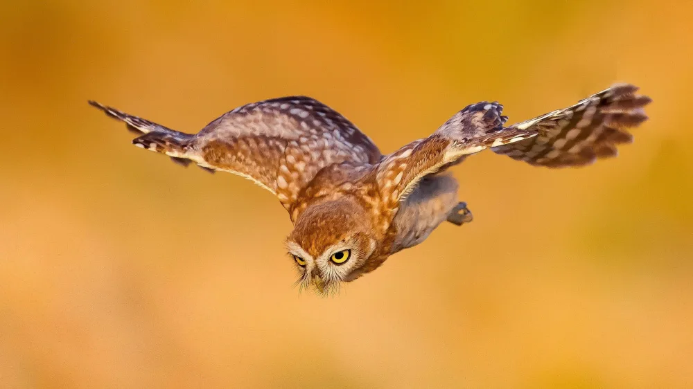 Manusevich, David: Little owl