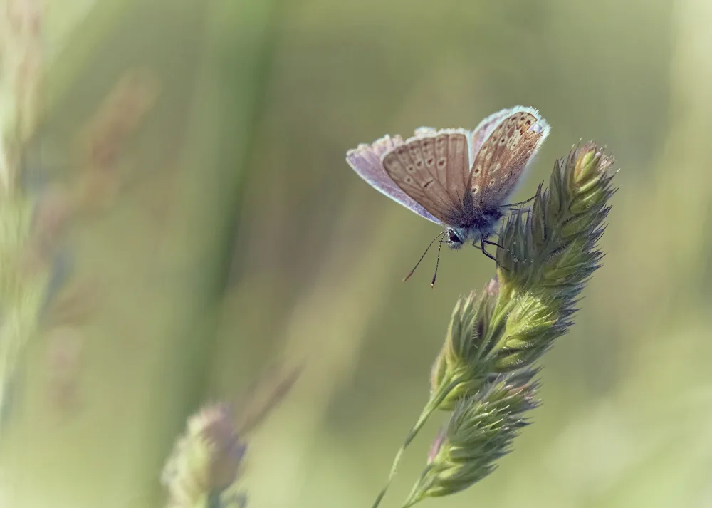Williams, Stuart: Blue in wild meadow