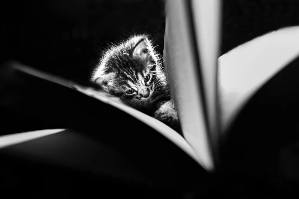 Vasileniuc, Oana: Young reader